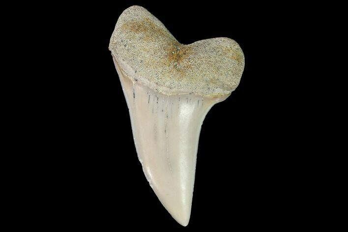 Mako Shark Tooth Fossil - Sharktooth Hill, CA #94726
